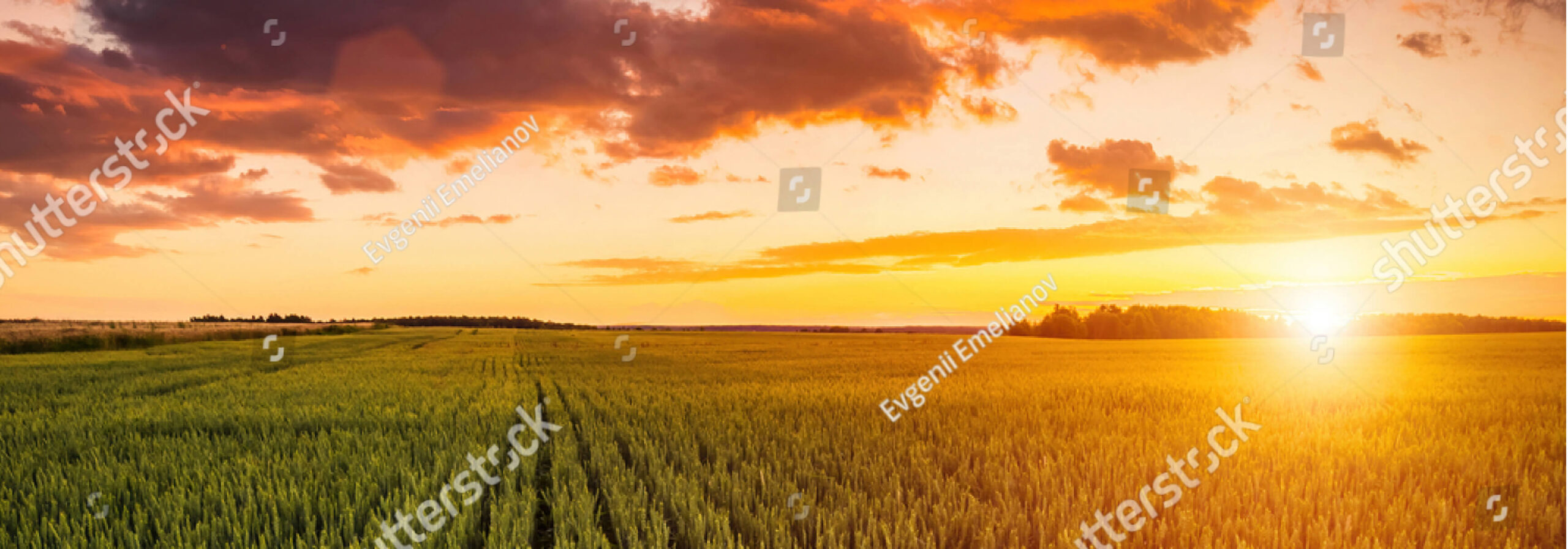 Corn Belt Seed Conference 2023 • ICIA