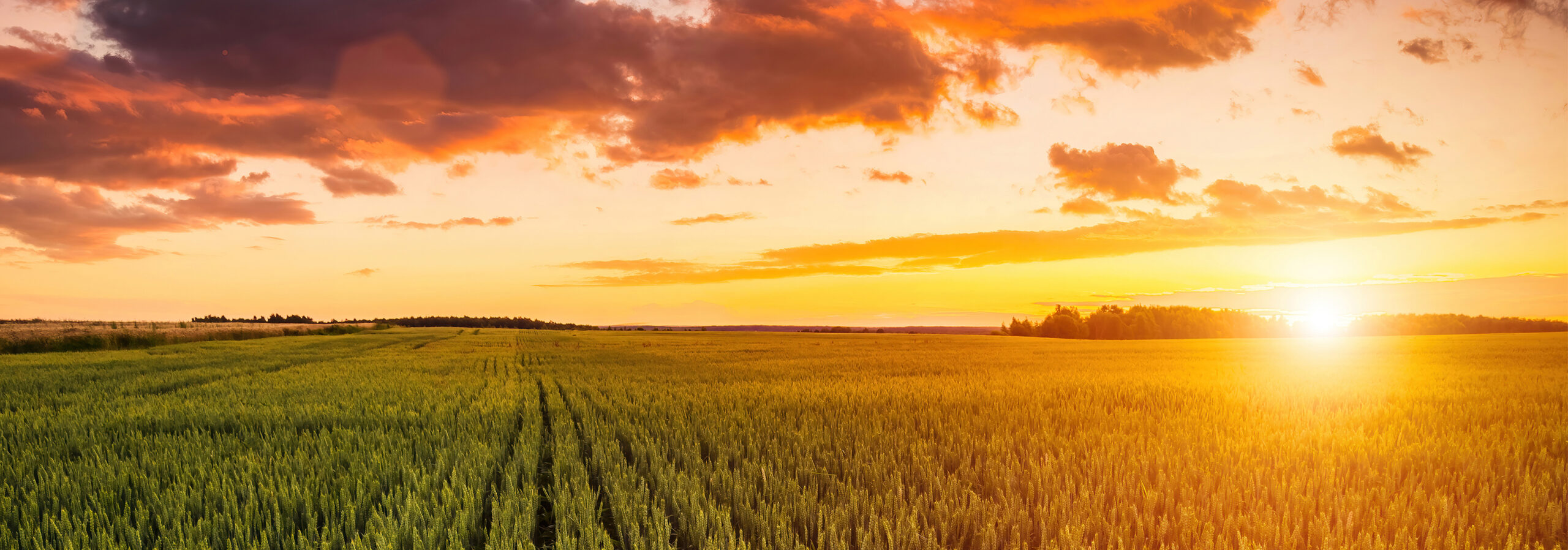 Corn Belt Seed Conference • ICIA